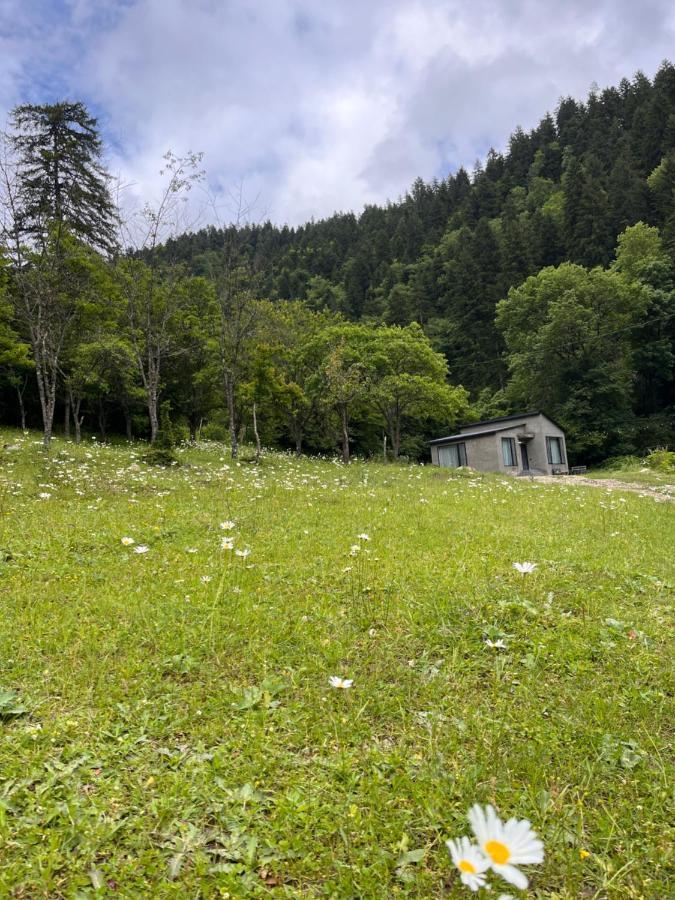 Cozy House In The Forest Borjomi ภายนอก รูปภาพ