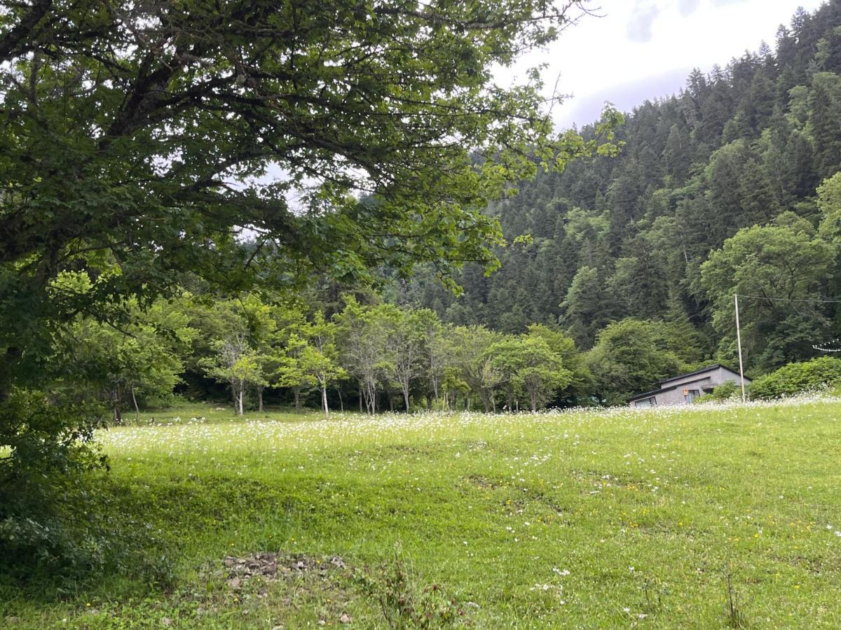 Cozy House In The Forest Borjomi ภายนอก รูปภาพ